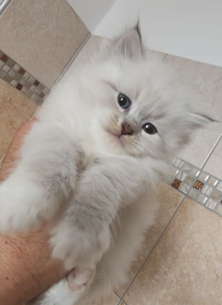 img-20250329-wa00107891617918559918021