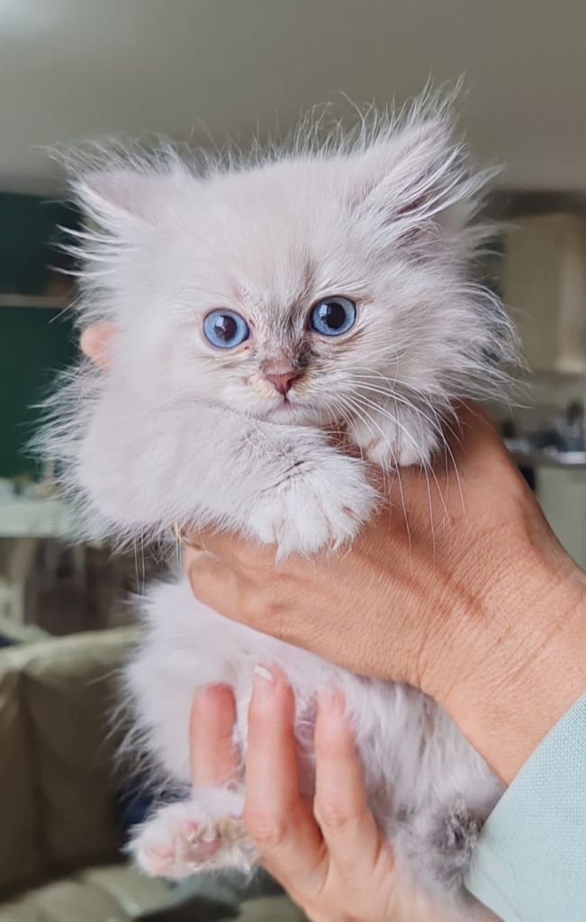 img-20250504-wa00016119911893436039614