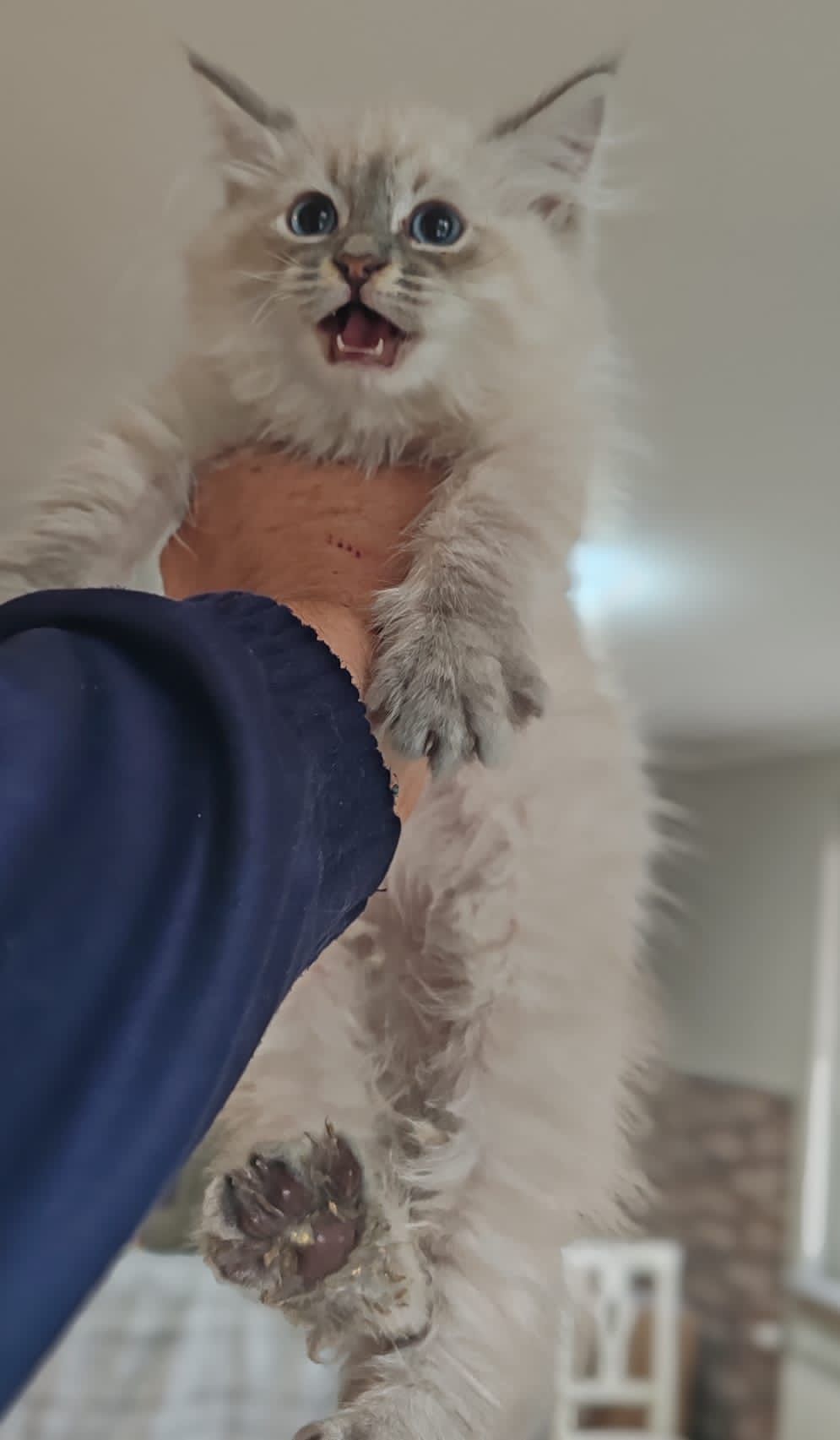 wp-17745215220141825737842463942229