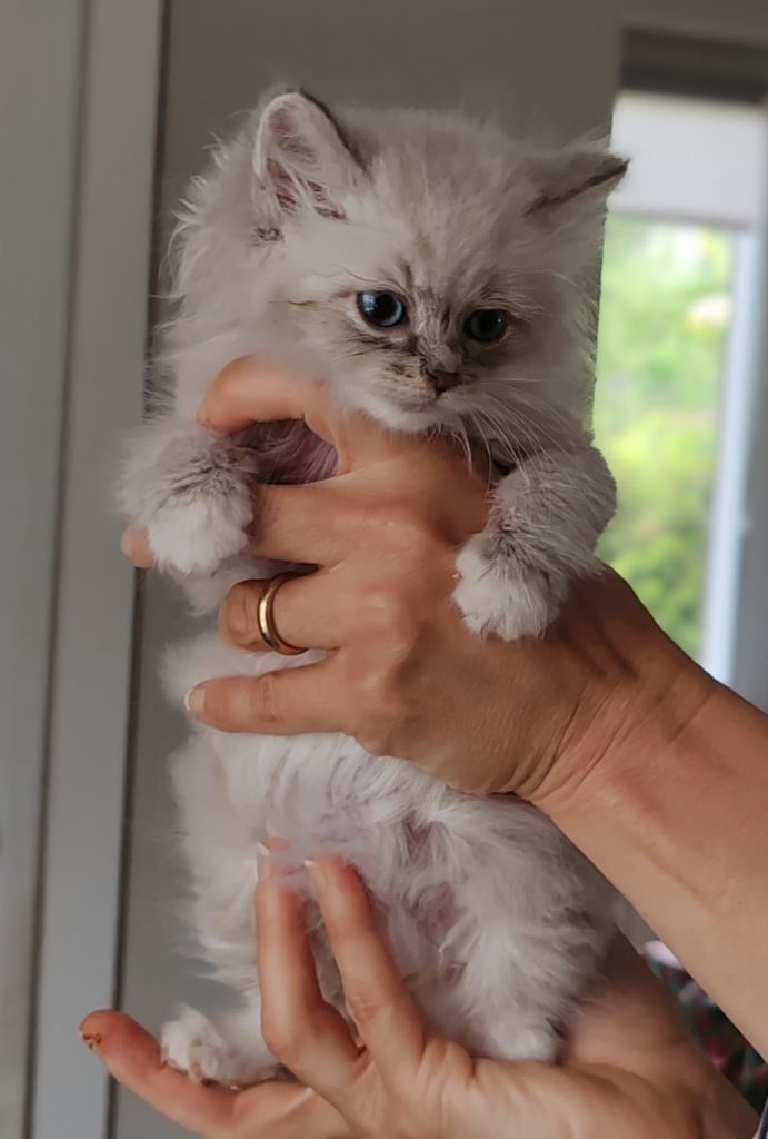 wp-17745220030928726419871563994575